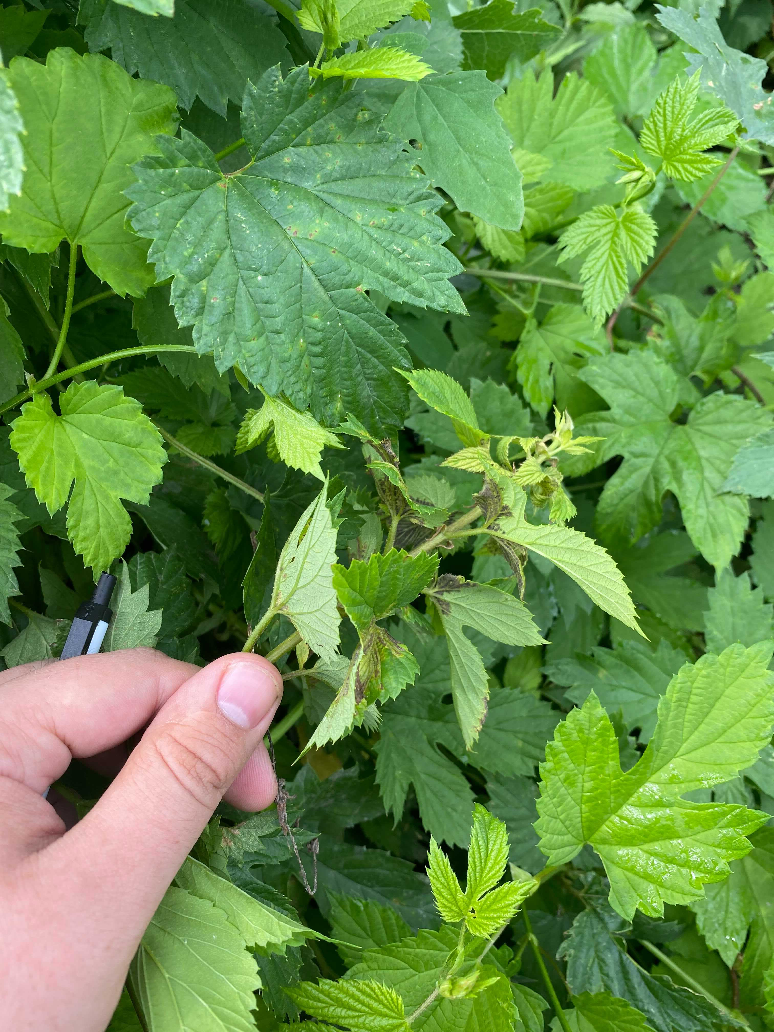 Dark sporulation on hop plant